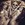 JackDani
