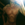 Mrgrey